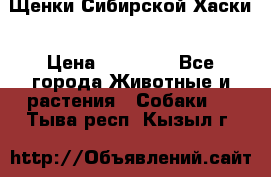 Щенки Сибирской Хаски › Цена ­ 20 000 - Все города Животные и растения » Собаки   . Тыва респ.,Кызыл г.